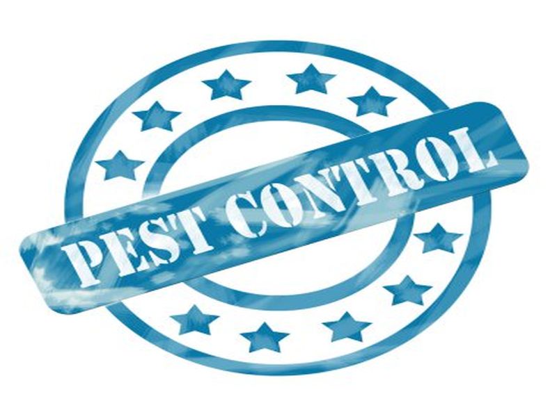 Pest Control Sydney: Tips for Effective Rat Control in Food Service Establishments